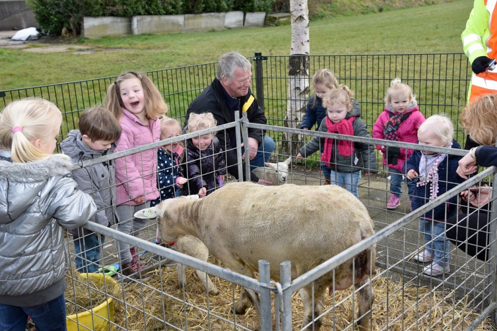 Lammetjes aaien op de Lantscheene