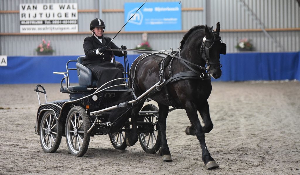 Friese paarden in manege De Caprilli