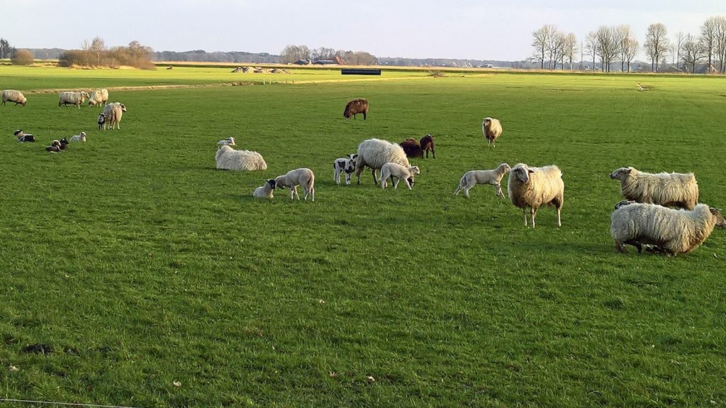 Voorjaar Oldetrijne