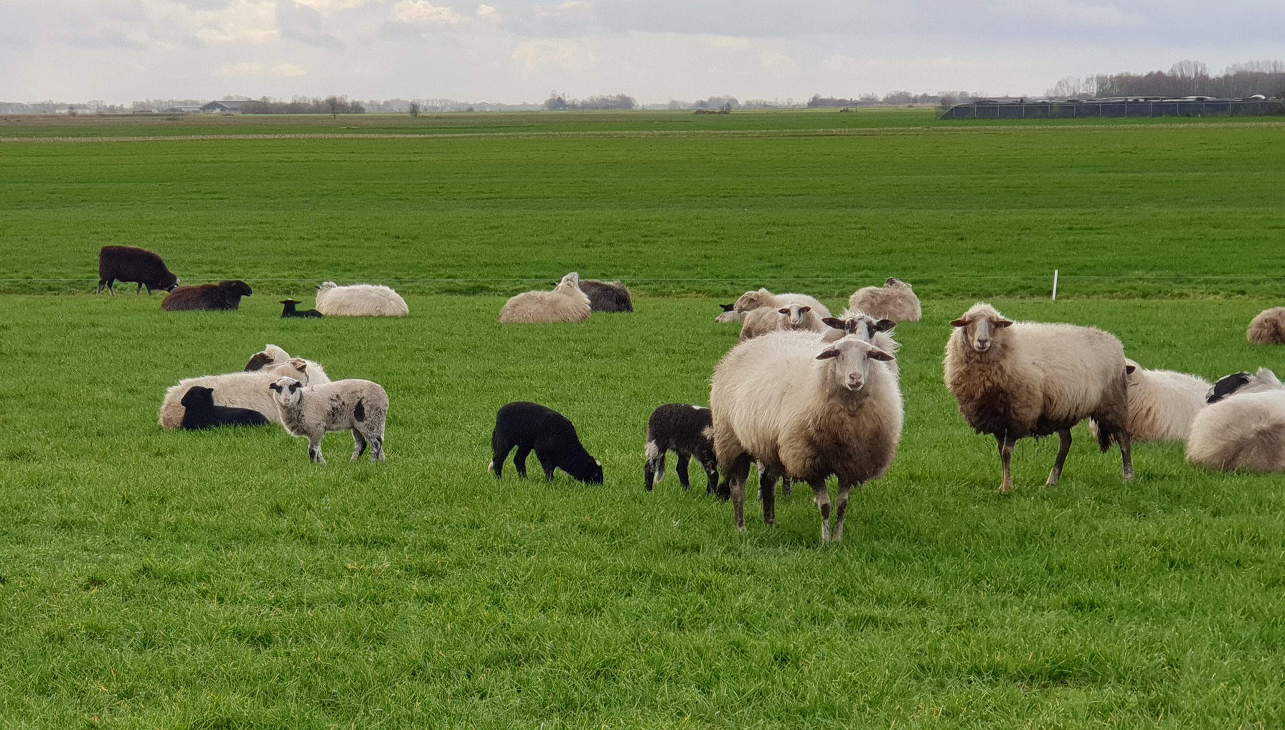 Lammeren in Sonnega Oldetrijne