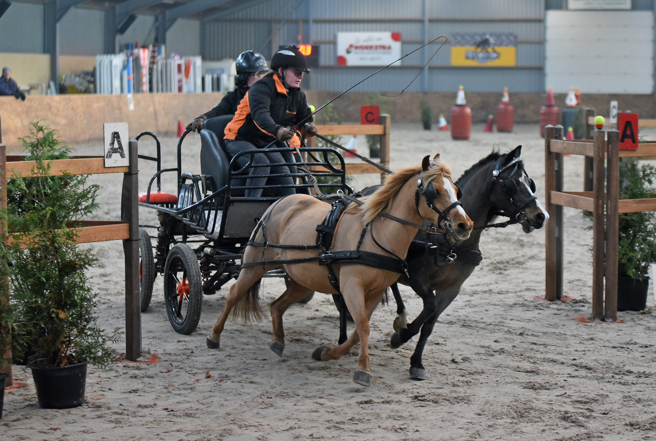 Veel deelnemers minimarathon voor pony's en paarden in manege De Caprilli